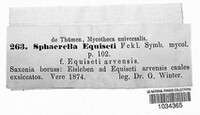 Mycosphaerella equiseti image